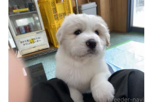 成約済の千葉県のグレートピレニーズ-359425の13枚目